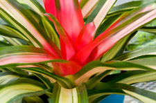 Sunburst Environmental Services - Tropical Plant Maintenance