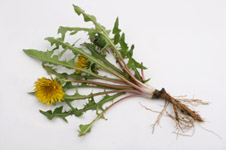 Sunburst Environmental Services - Weed Control Sunburst Environmental Services - Weed Control